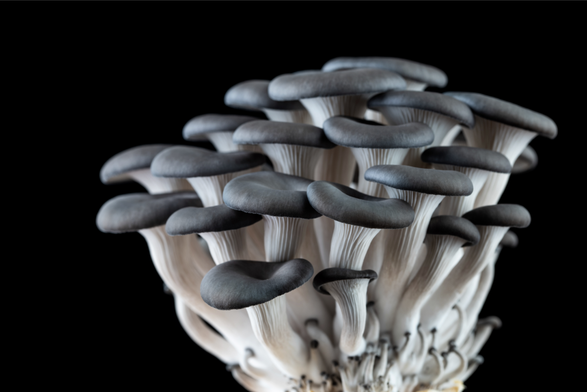 Imagem de capa de Cogumelos - clareadores dentais